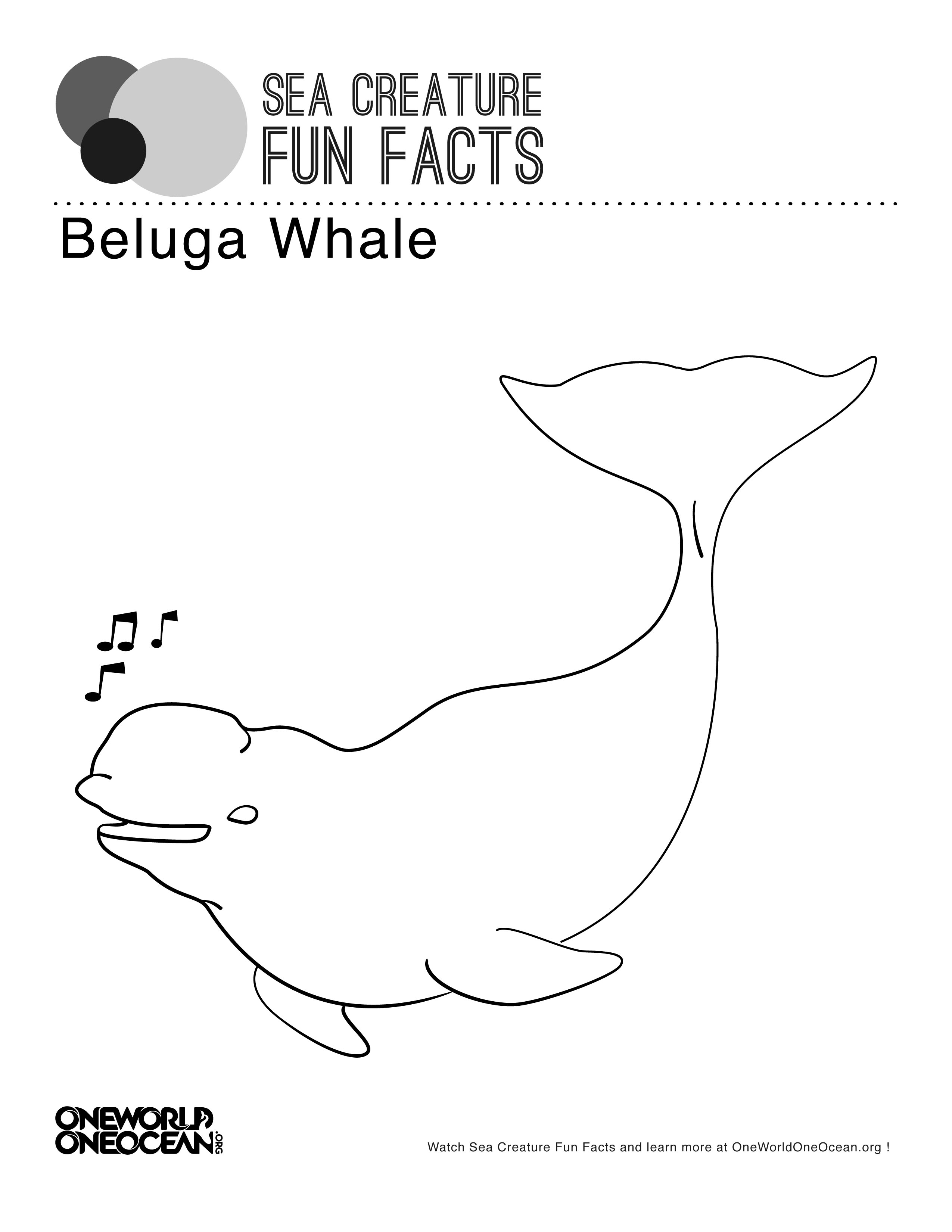 Beluga Whale coloring #18, Download drawings