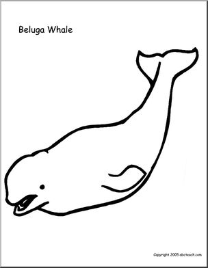 Beluga Whale coloring #14, Download drawings