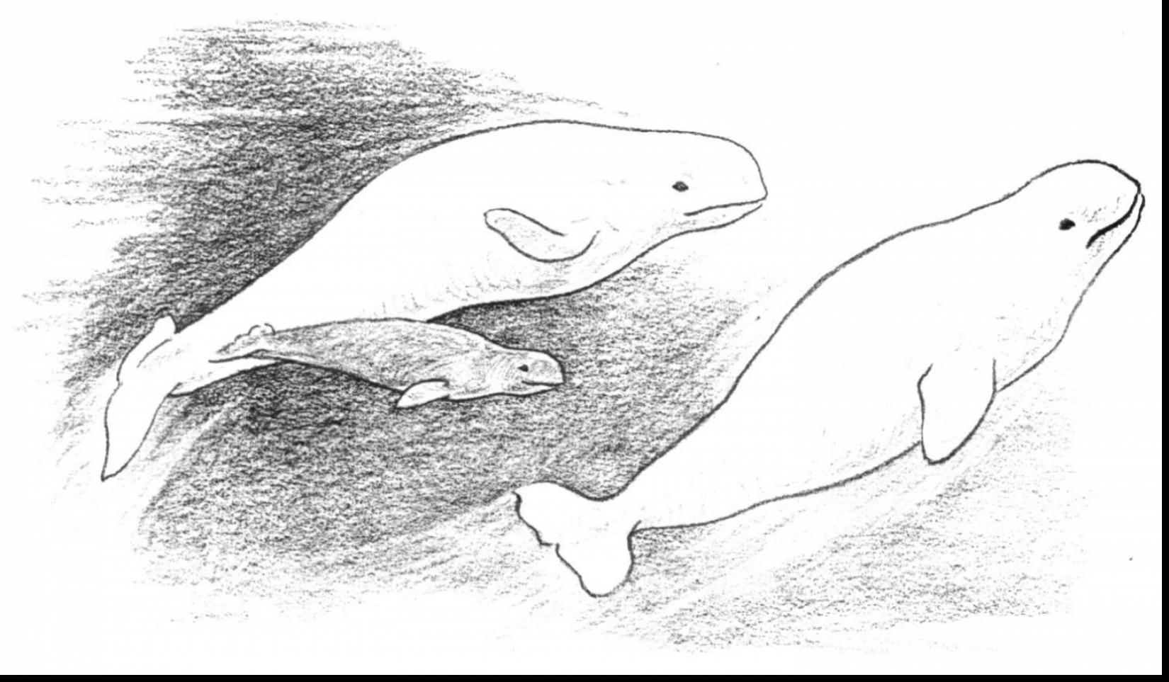 Beluga Whale coloring #20, Download drawings