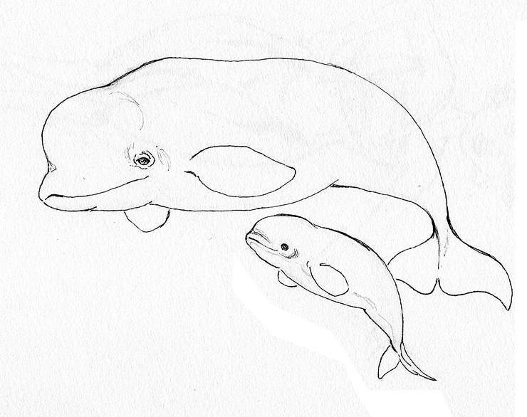 Beluga coloring #8, Download drawings