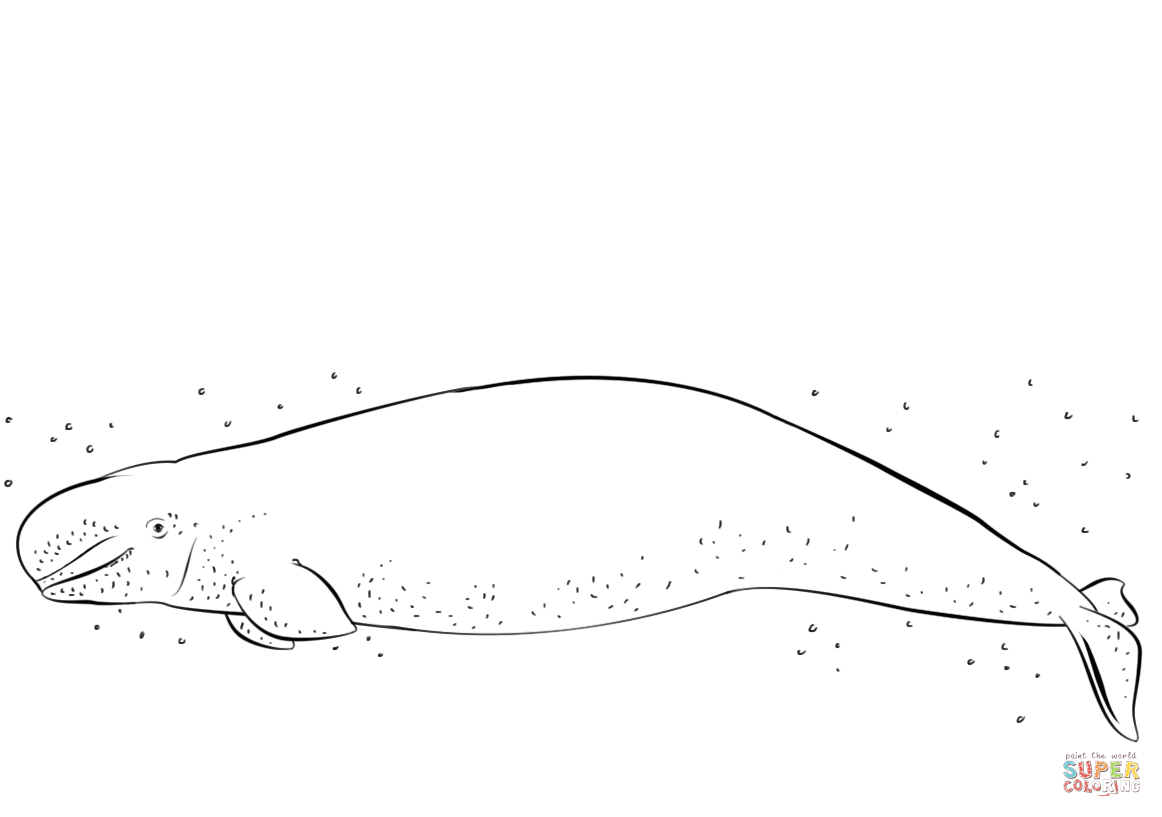 Beluga Whale coloring #16, Download drawings