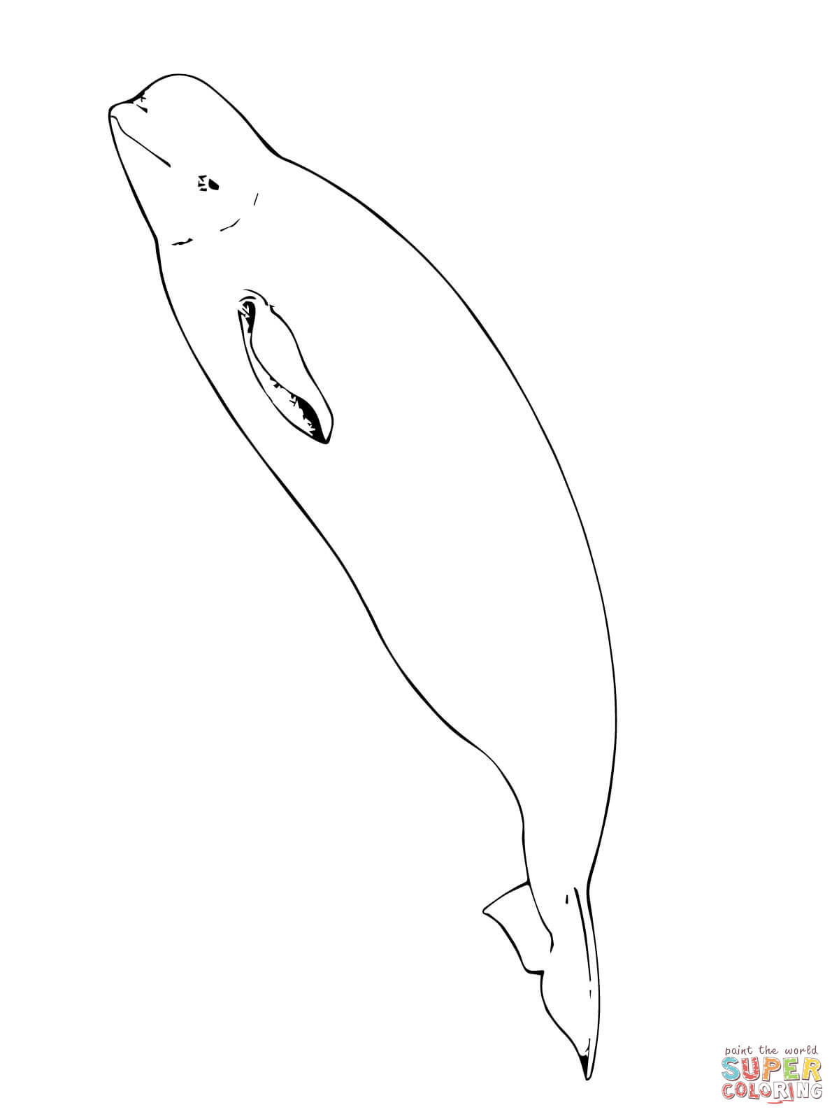 Beluga Whale coloring #12, Download drawings