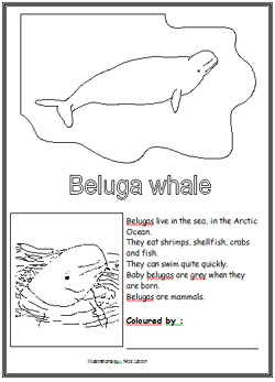 Beluga Whale coloring #17, Download drawings