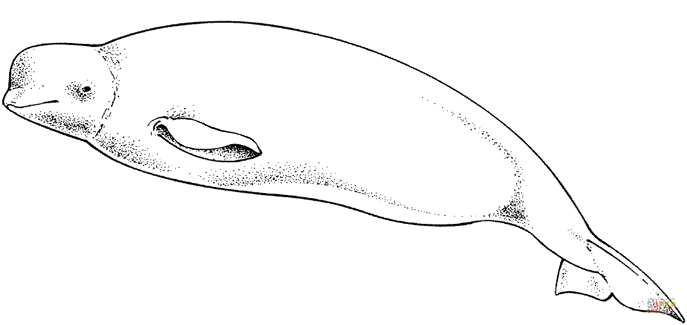 Beluga Whale coloring #3, Download drawings