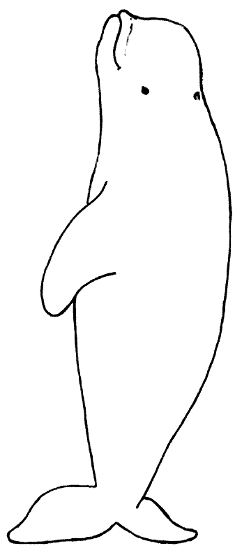 Beluga Whale coloring #2, Download drawings