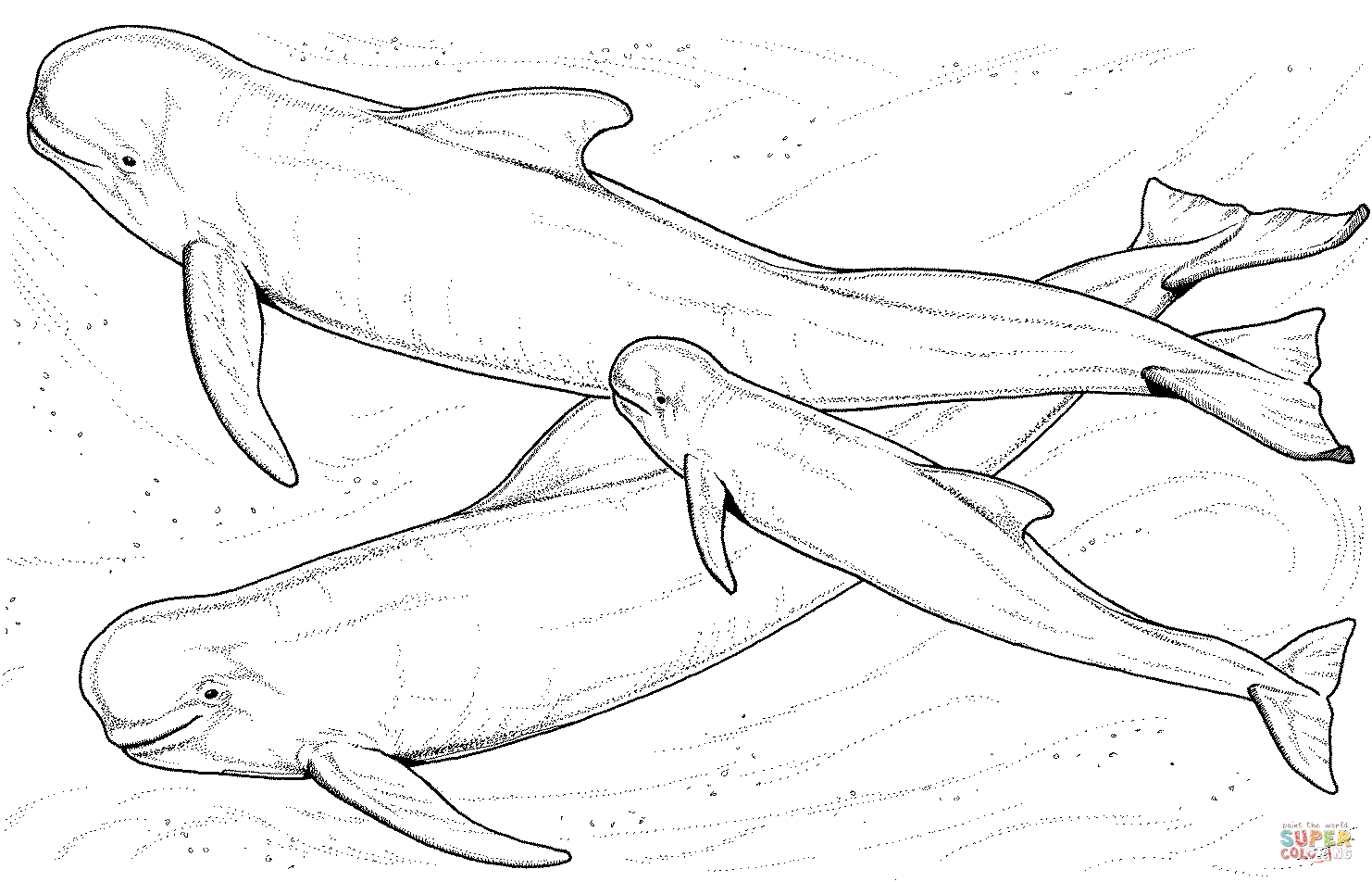 Beluga Whale coloring #9, Download drawings
