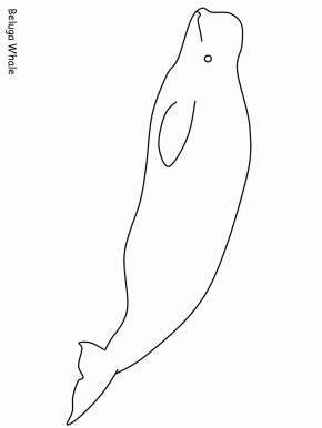 Beluga Whale coloring #19, Download drawings