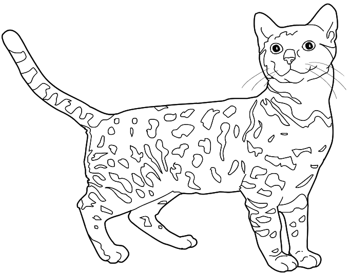 Bengal Cat coloring #2, Download drawings