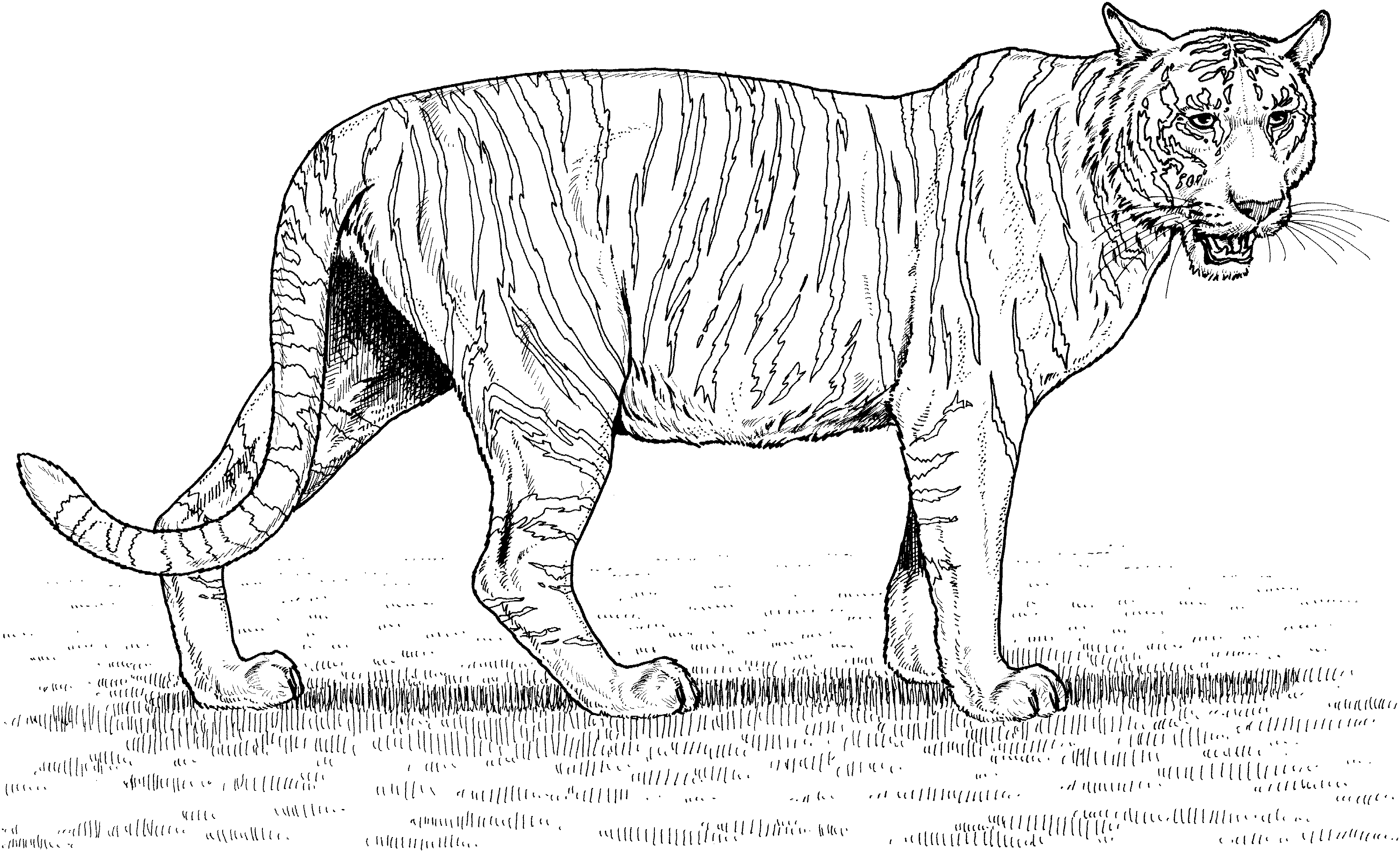 White Tiger coloring #3, Download drawings