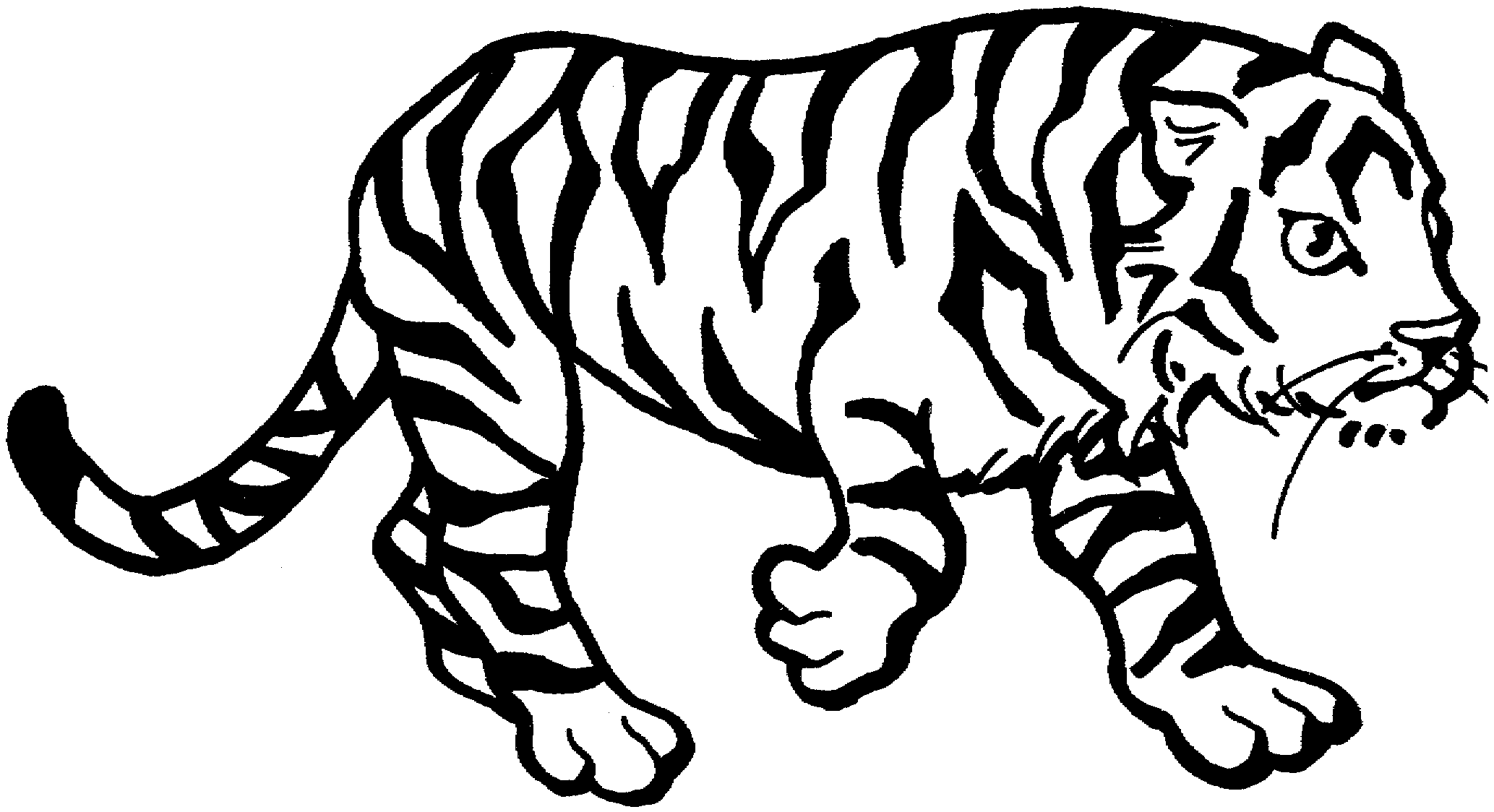 White Tiger coloring #7, Download drawings