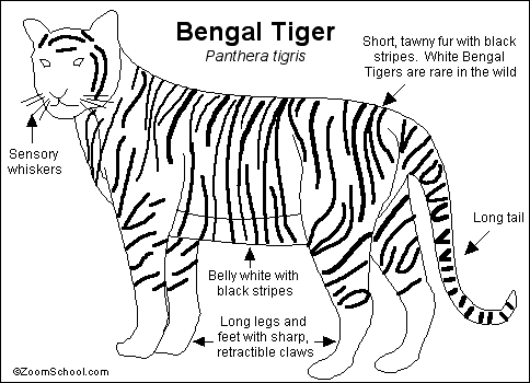 Bengal coloring #16, Download drawings