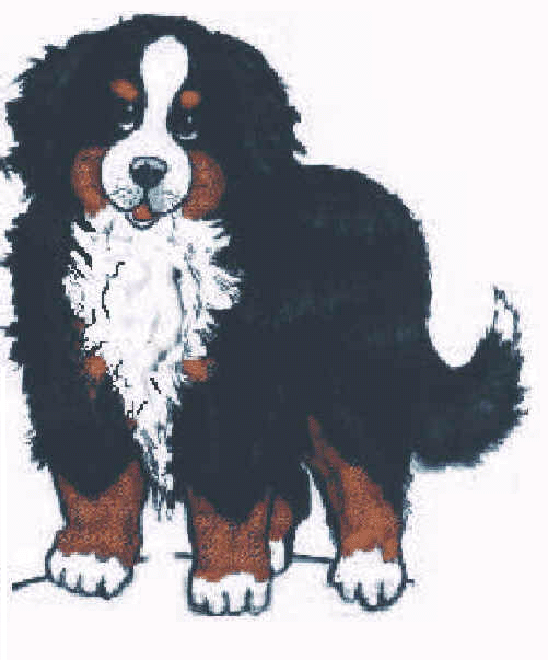 Bernese Mountain Dog clipart #2, Download drawings
