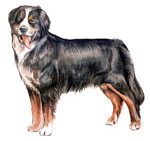 Bernese Mountain Dog clipart #17, Download drawings