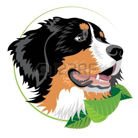 Bernese Mountain Dog clipart #15, Download drawings