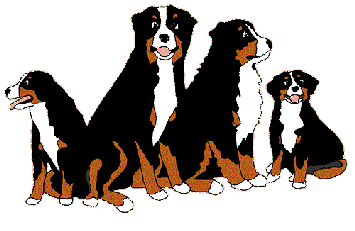 Bernese Mountain Dog clipart #14, Download drawings
