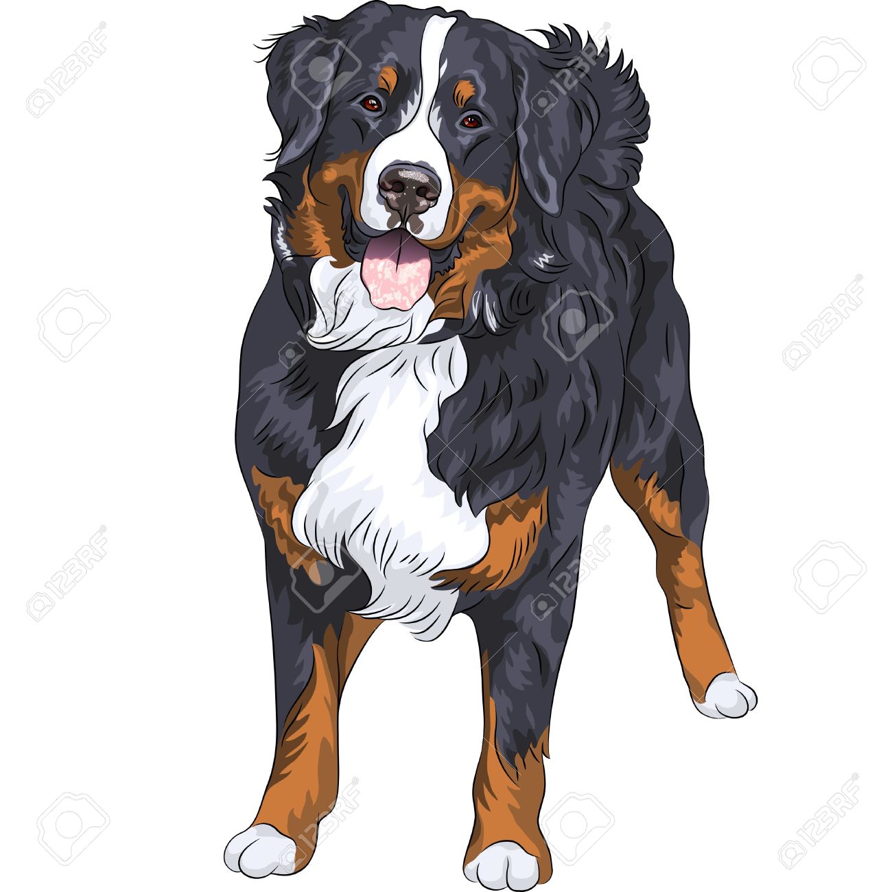 Bernese Mountain Dog clipart #10, Download drawings