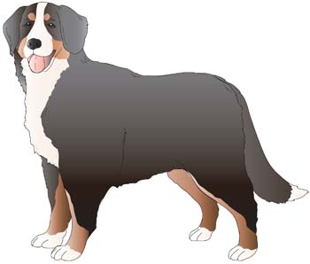 Bernese Mountain Dog svg #15, Download drawings