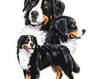 Bernese Mountain Dog svg #4, Download drawings