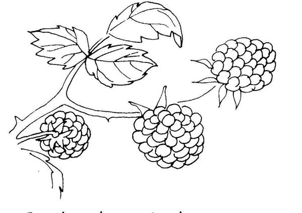 Berry coloring #2, Download drawings