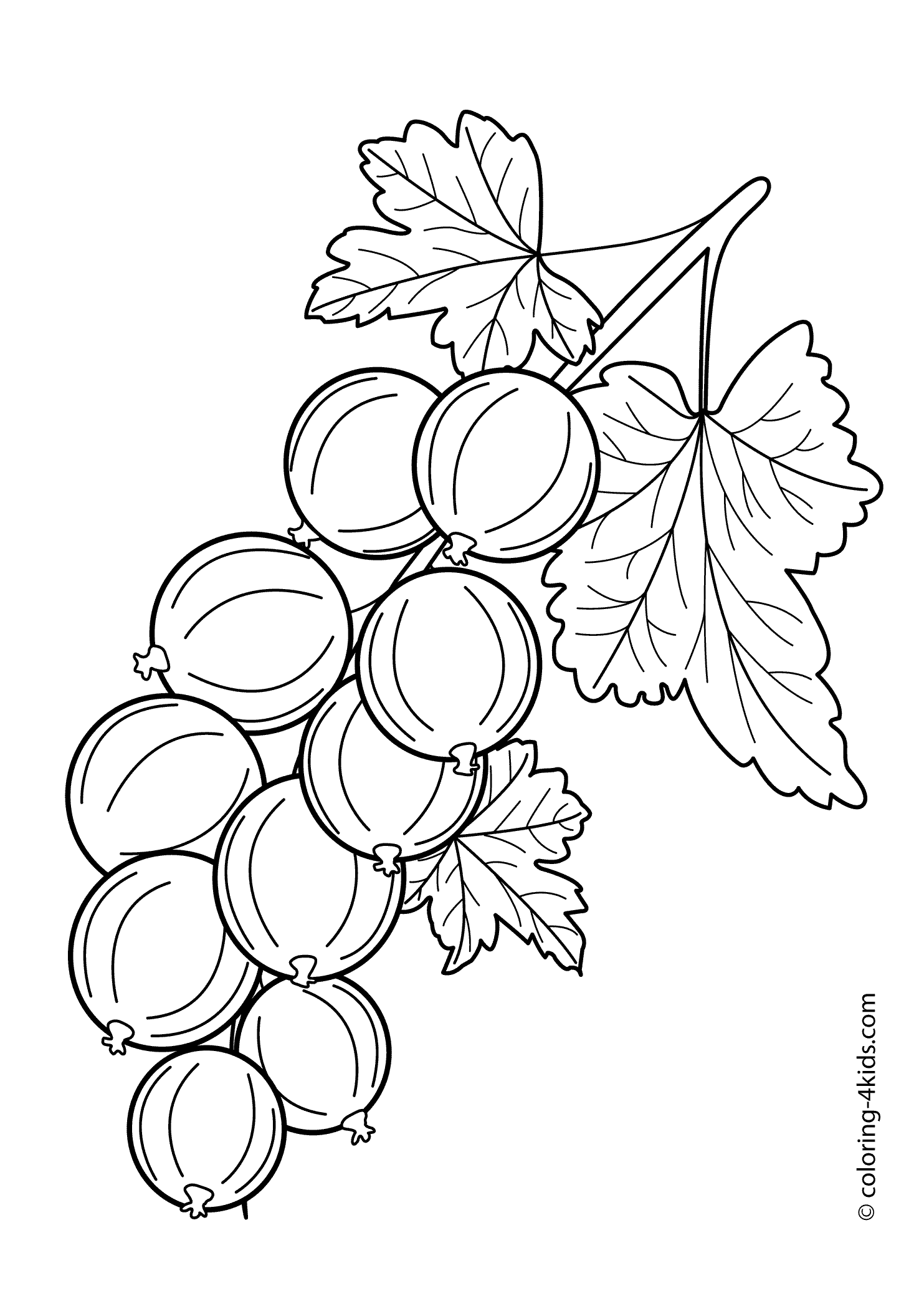 Currants coloring #12, Download drawings
