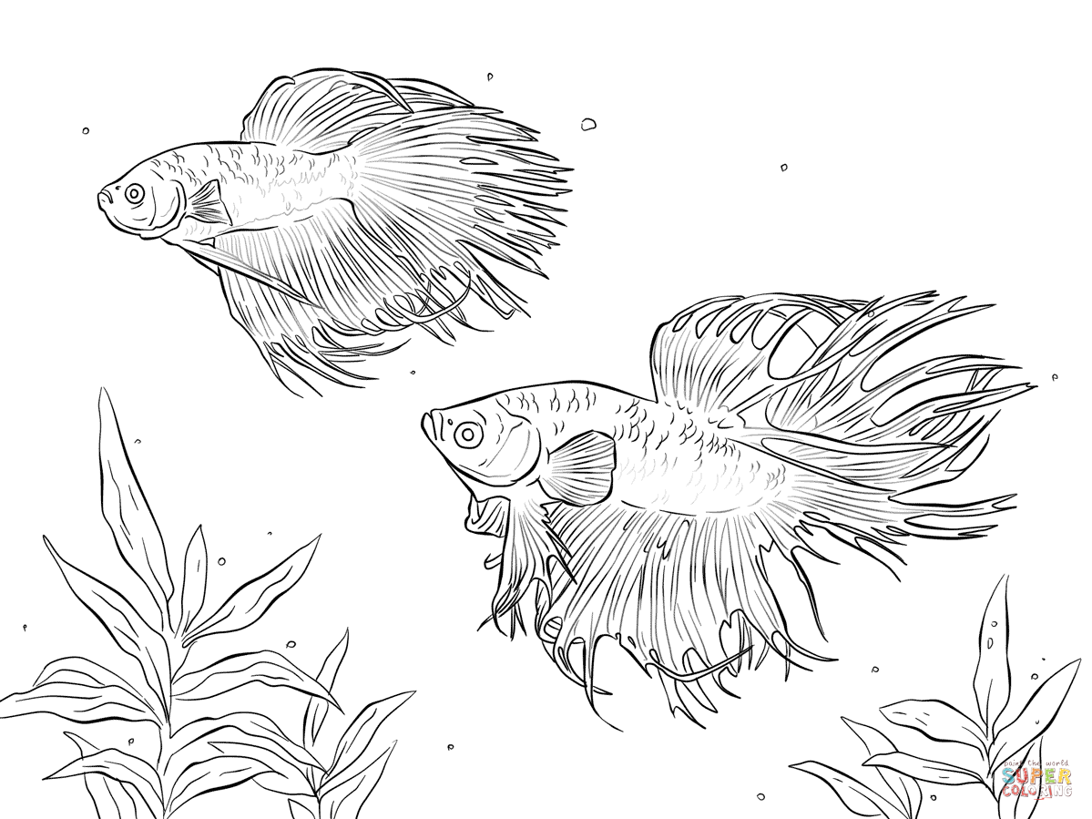 Siamese Fighting Fish coloring #19, Download drawings