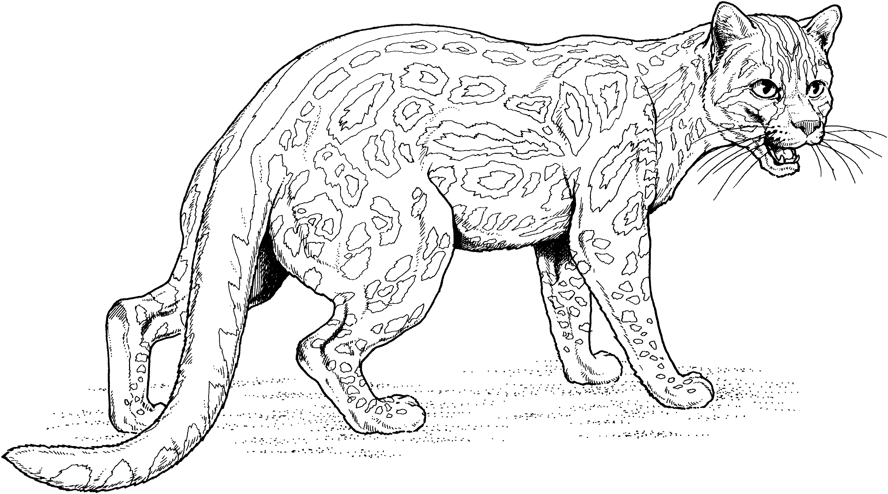 Jaguar coloring #9, Download drawings