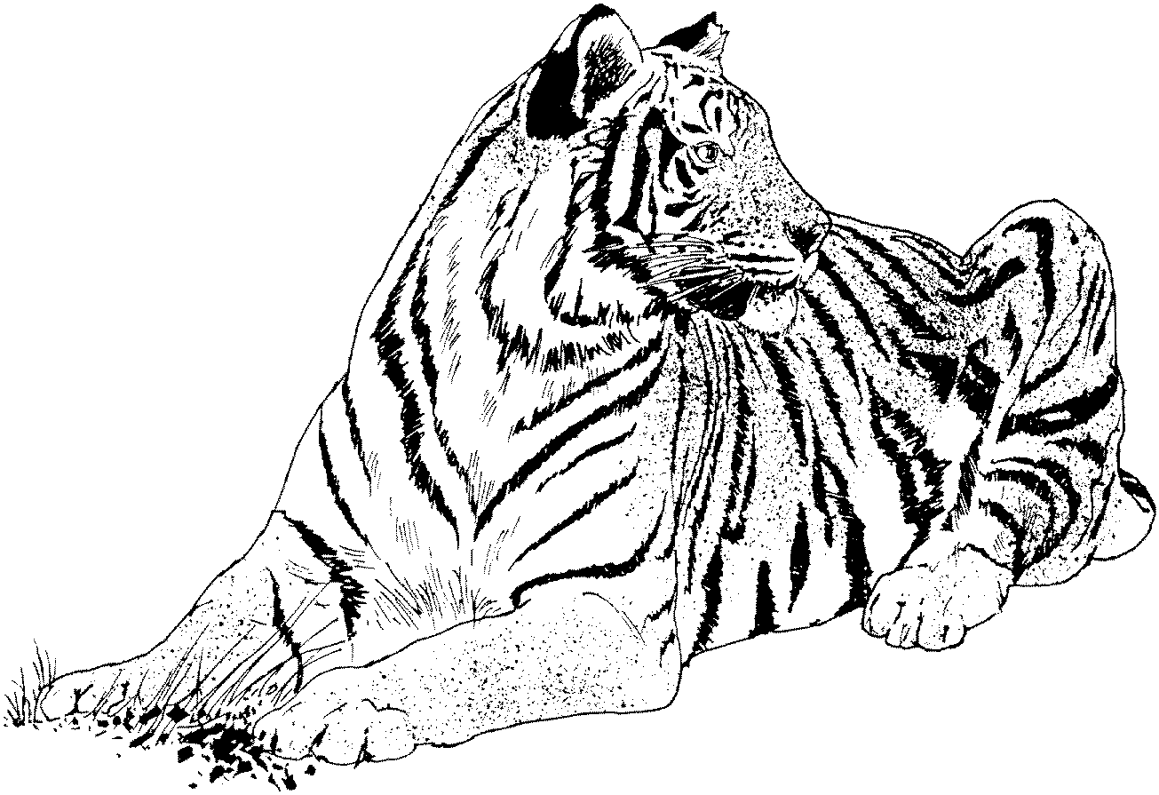 White Tiger coloring #2, Download drawings