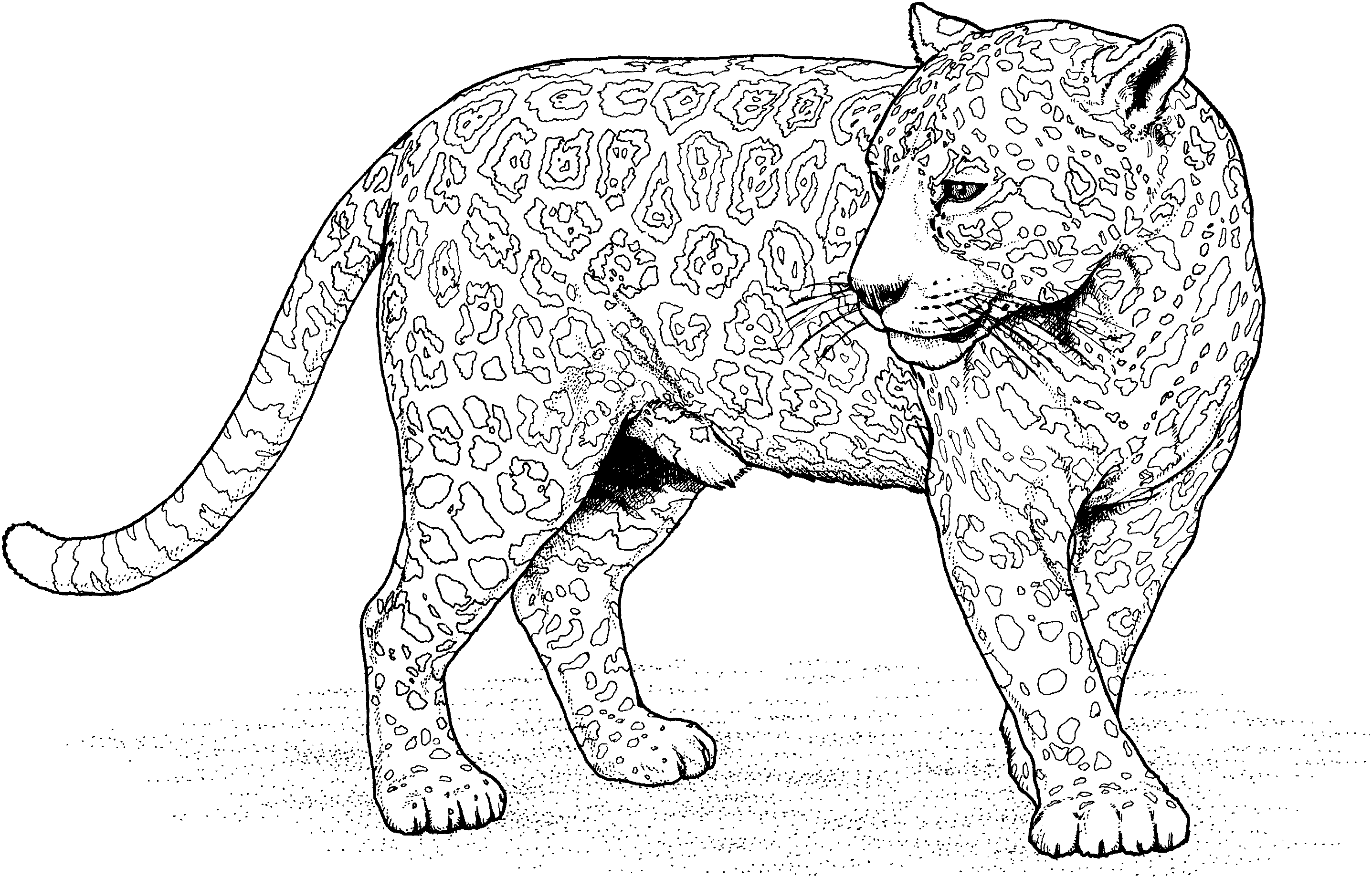 Jaguar coloring #2, Download drawings