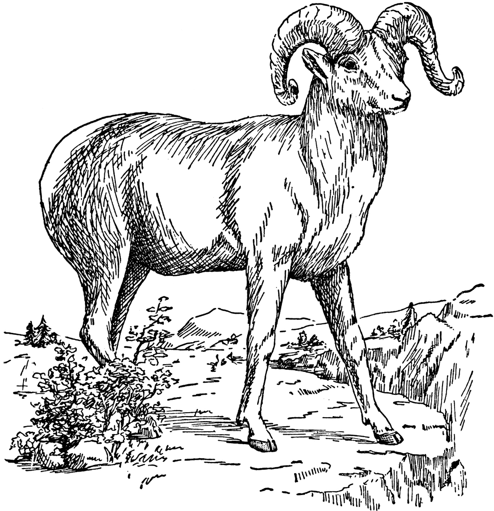 Bighorn Sheep clipart #8, Download drawings