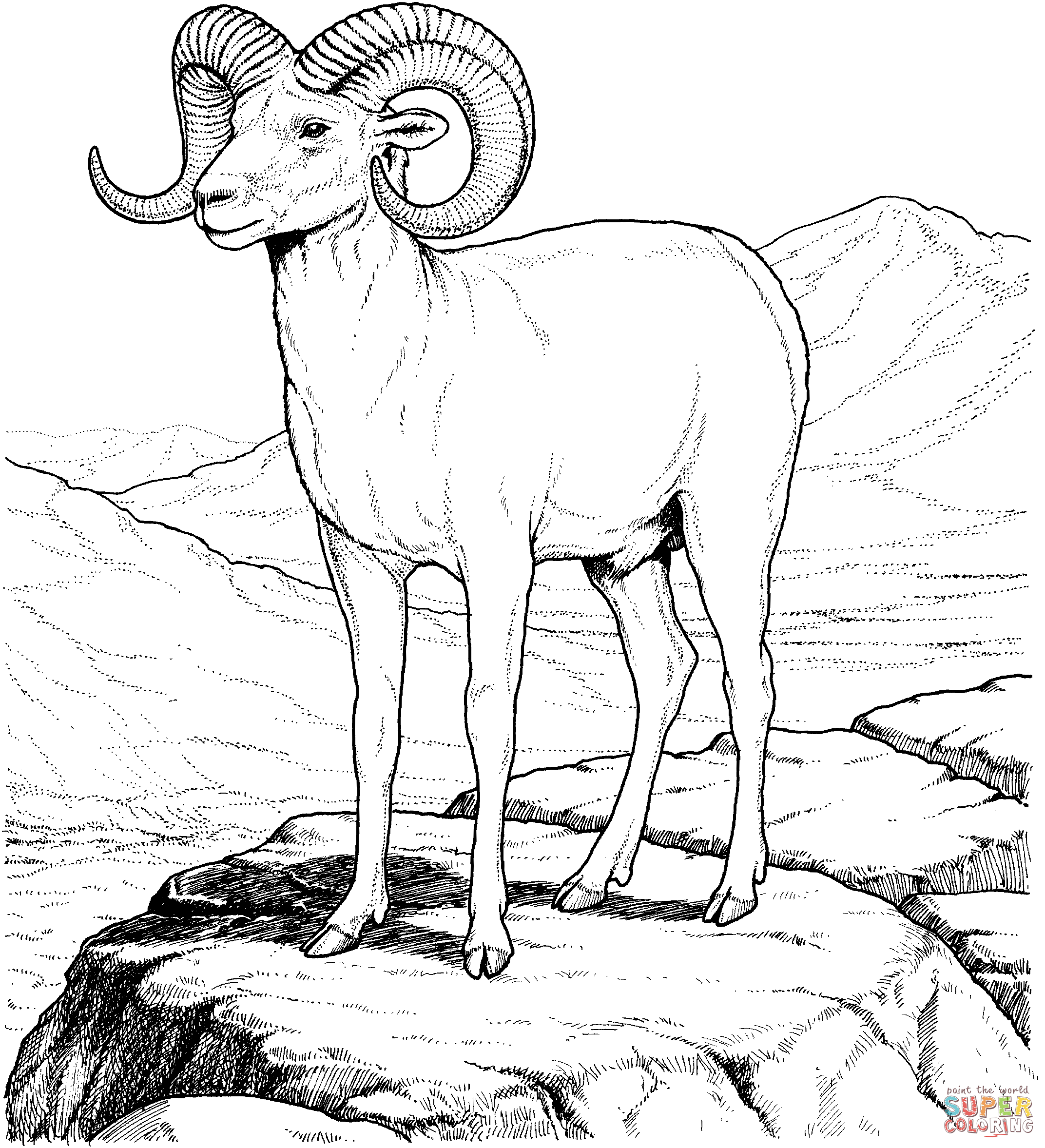 Bighorn Sheep coloring #12, Download drawings
