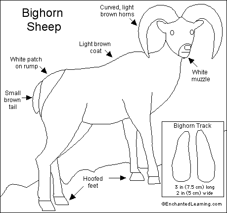 Bighorn Sheep coloring #5, Download drawings