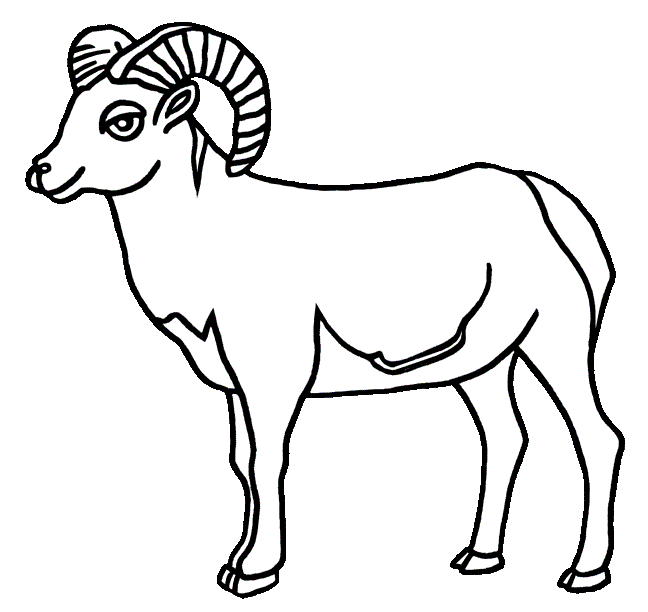 Bighorn Sheep coloring #2, Download drawings