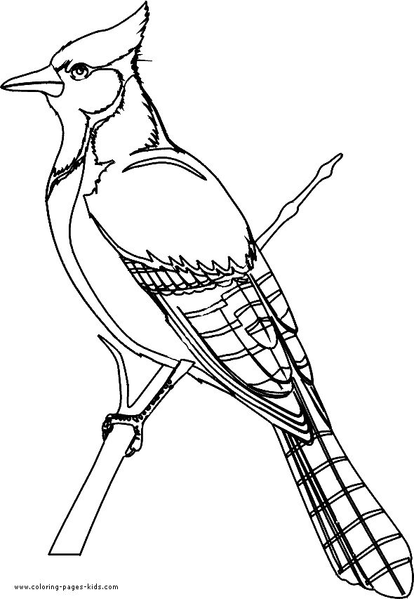 Bird coloring #5, Download drawings