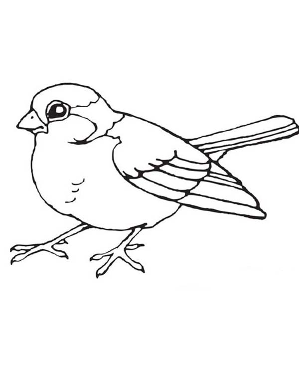 Bird coloring #10, Download drawings