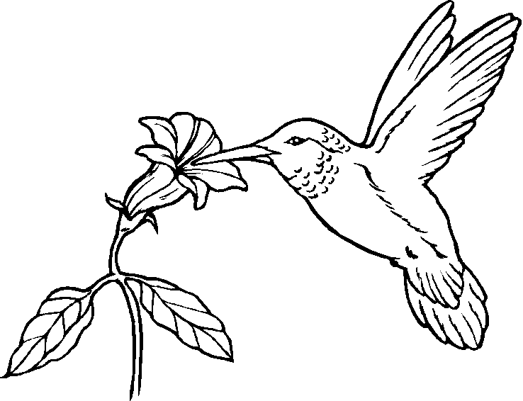 Bird coloring #6, Download drawings