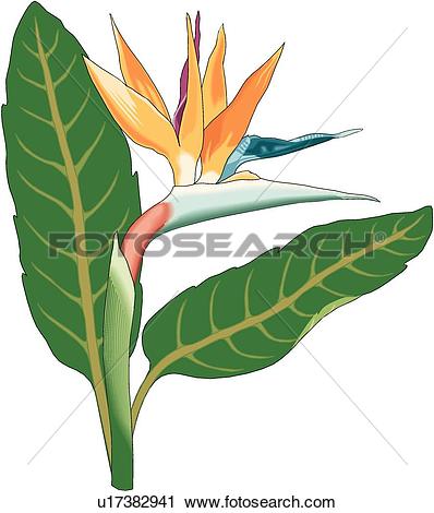 Bird Of Paradise clipart #14, Download drawings