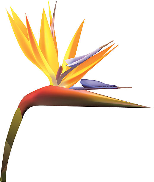 Bird Of Paradise clipart #4, Download drawings