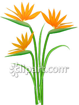 Bird Of Paradise clipart #13, Download drawings