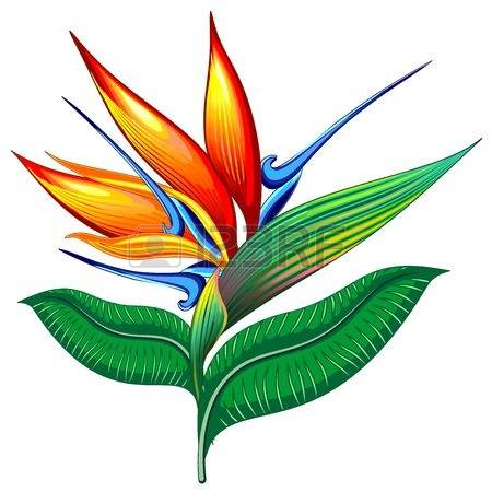 Bird Of Paradise clipart #1, Download drawings