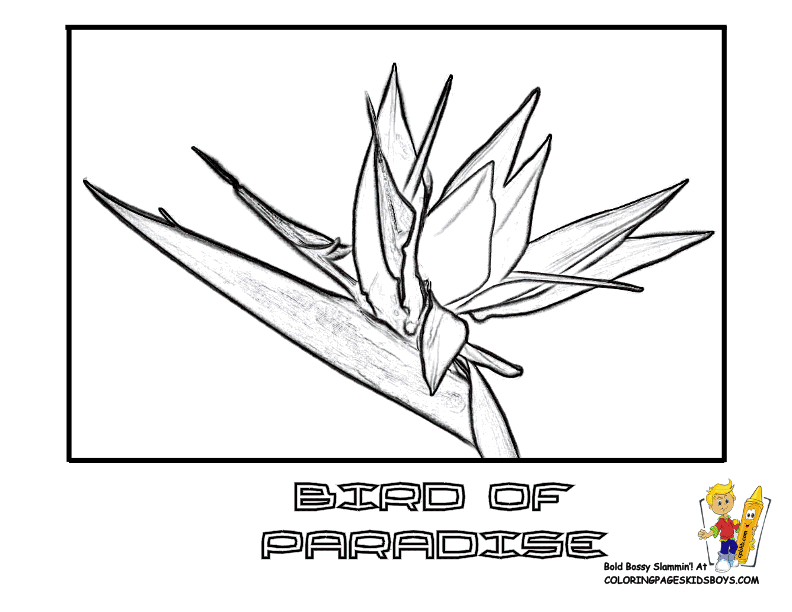 Bird Of Paradise coloring #2, Download drawings