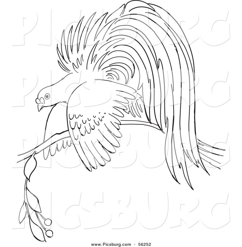 Bird Of Paradise coloring #13, Download drawings