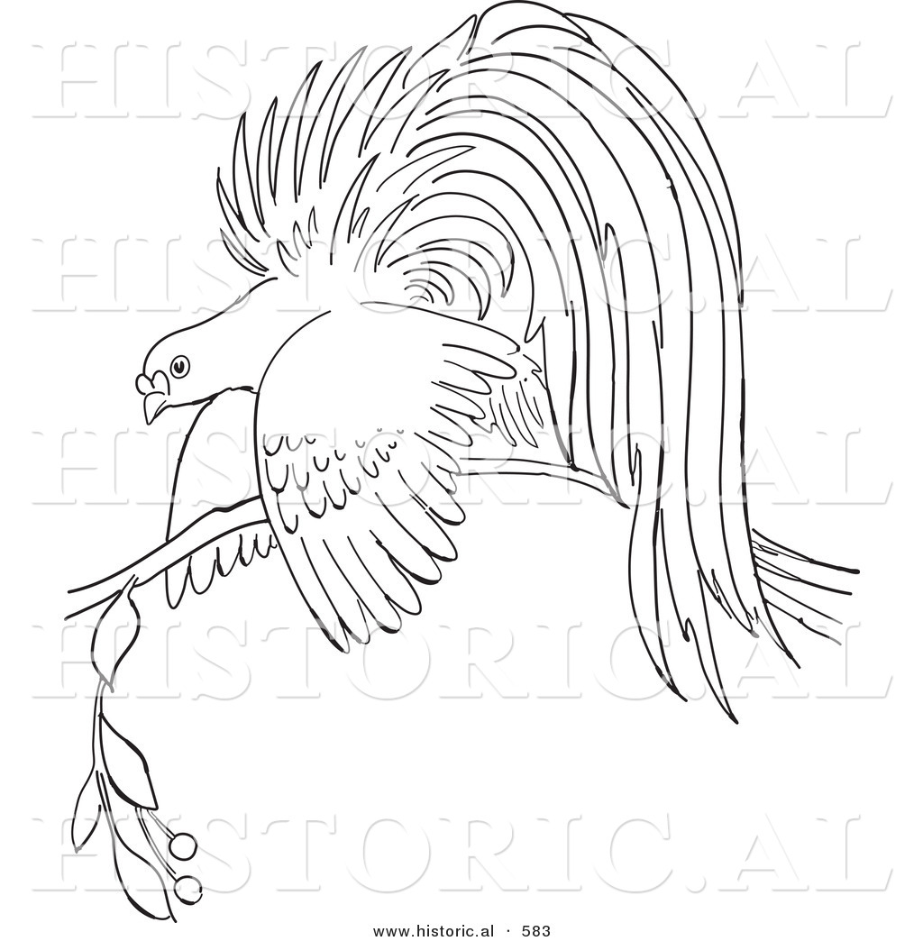 Bird Of Paradise coloring #12, Download drawings