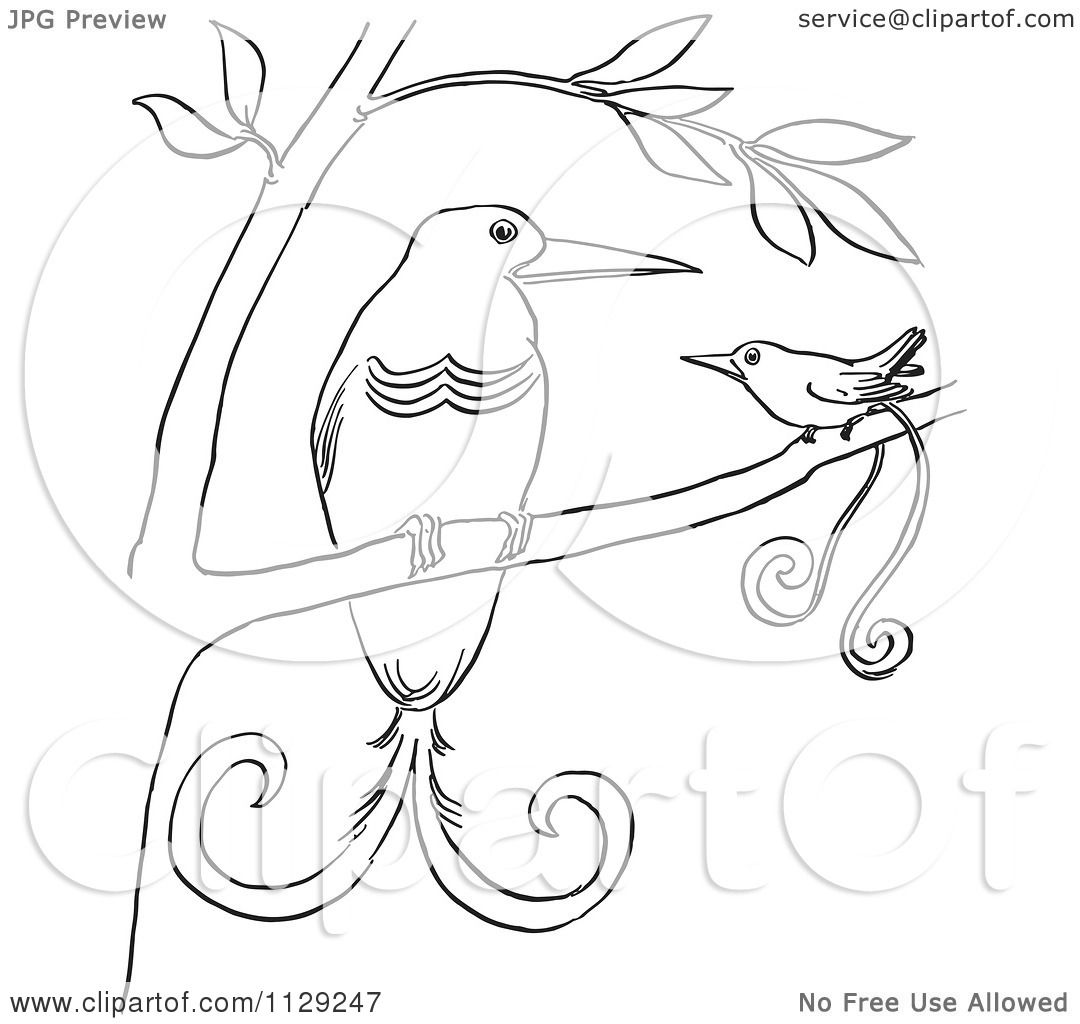 Bird Of Paradise coloring #7, Download drawings