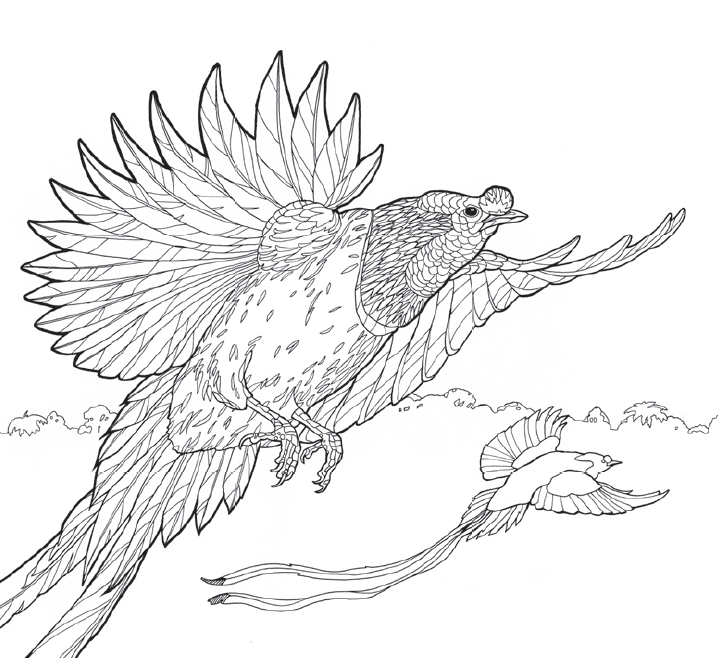 Bird Of Paradise coloring #3, Download drawings