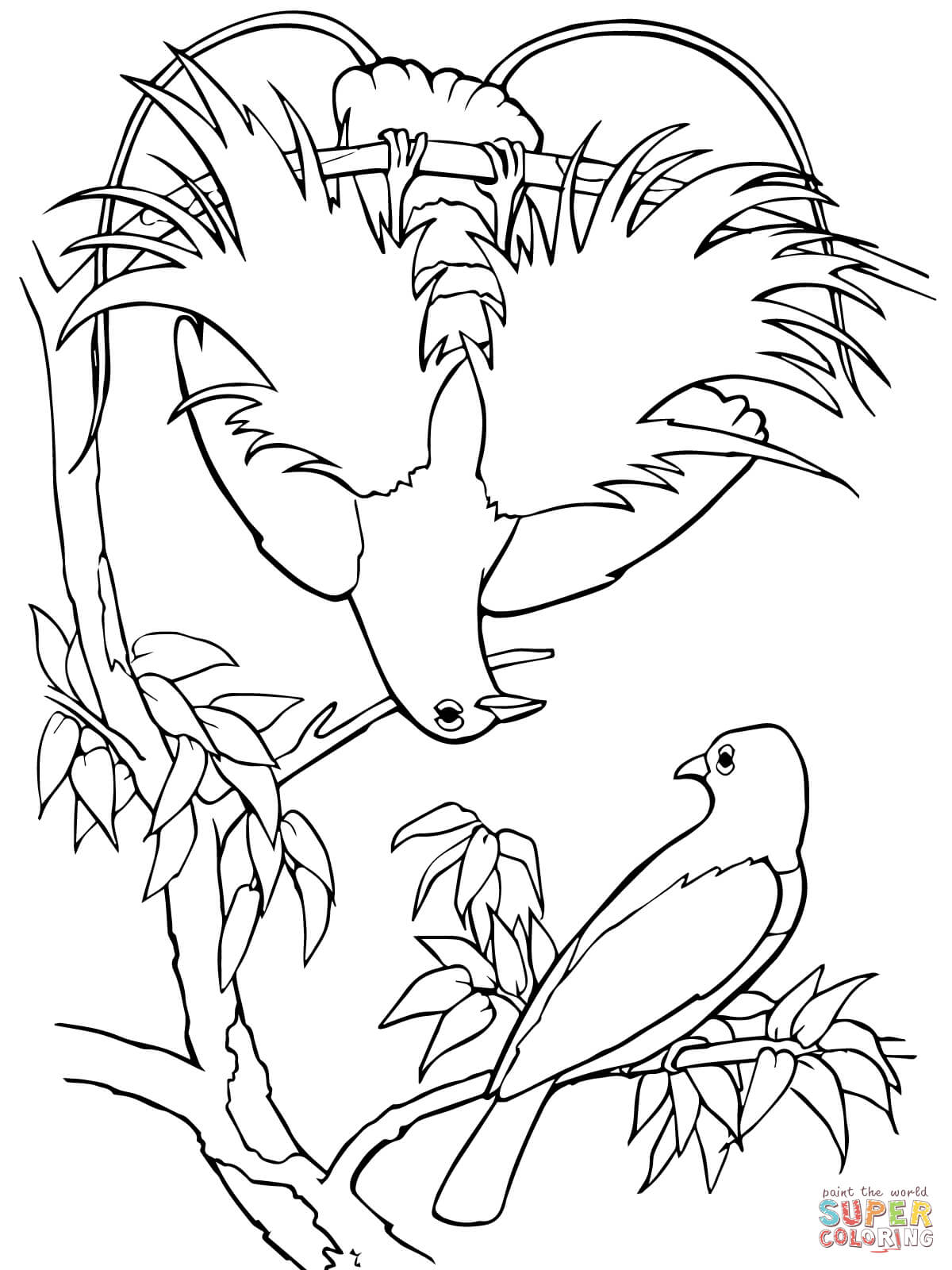 Bird Of Paradise coloring #1, Download drawings
