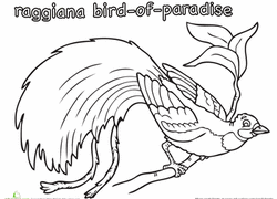 Bird Of Paradise coloring #8, Download drawings