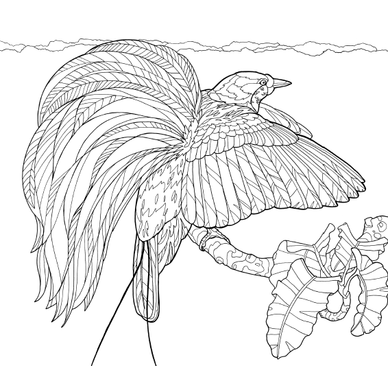 Bird Of Paradise coloring #19, Download drawings