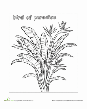 Bird Of Paradise coloring #10, Download drawings