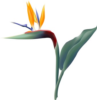 Bird Of Paradise svg #9, Download drawings