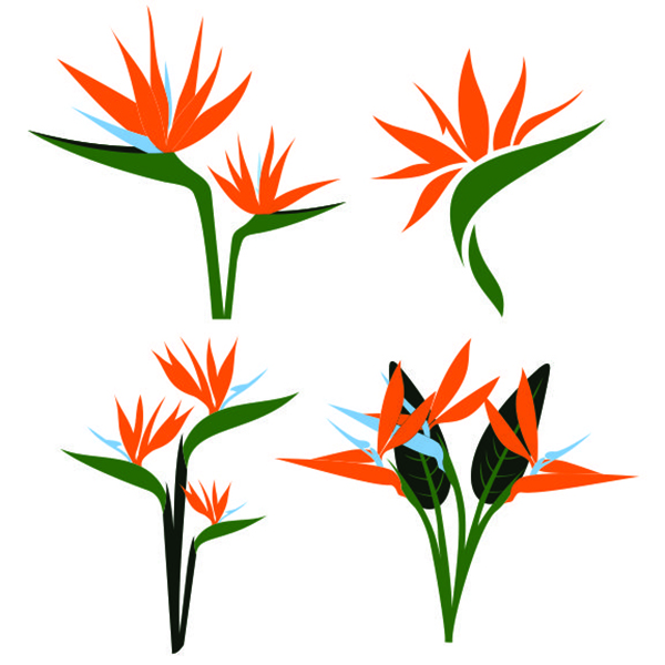Bird Of Paradise svg #19, Download drawings